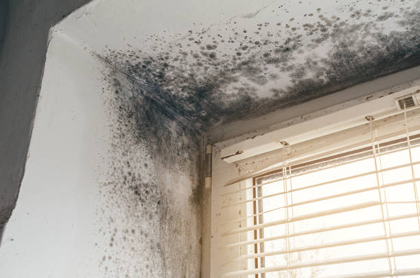 Affordable Bathroom Mold Removal solutions in Greenbush, VA